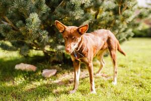 Australian Kelpie puppy outside in the yard on the green lawn photo