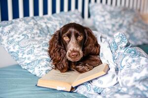 Brown spaniel with glasses lying under a warm blanket on the bed holding a book photo
