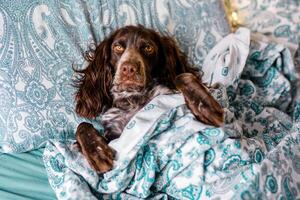 un marrón spaniel mentiras debajo un calentar cobija en un cama con un turquesa sábana y Navidad luces en el antecedentes foto