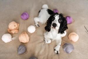 juguetón spaniel perrito se involucra con vistoso de lana pelotas en cama foto