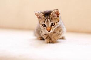 un pequeño a rayas gatito jugando en un beige cobija y atrapando alguna cosa con su patas, caza foto