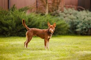 Australian Kelpie puppy outside in the yard on the green lawn photo