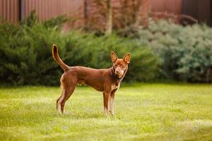 australiano Kelpie perrito fuera de en el yarda en el verde césped foto