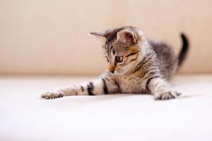 un pequeño a rayas gatito jugando en un beige cobija y atrapando alguna cosa con su patas, caza foto