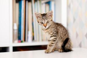 A little striped kitten sits on a white table near a rack of books. Home comforts photo