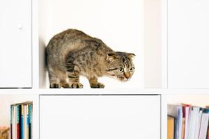 escocés orejas caídas gatito explorador en blanco estante con libros. sitio para texto foto
