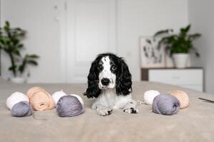 juguetón spaniel perrito se involucra con vistoso de lana pelotas en cama foto