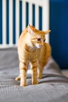 un rojo peludo pequeño gatito con enorme orejas se sienta en un cama con un gris cobija y mira alrededor foto