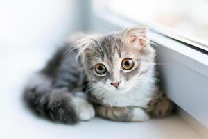un orejas caídas gato gatito acostado en el antepecho foto