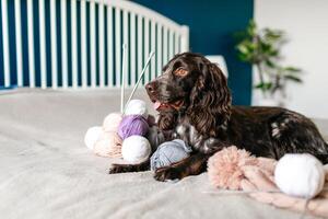 perro ruso marrón spaniel acostado en el cama y jugando con pelotas de vistoso de lana hilos foto