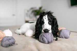 juguetón spaniel perrito se involucra con vistoso de lana pelotas en cama foto