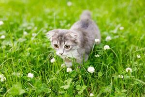 A lop-eared cat kitten walks outside in the green grass among the clovers photo