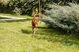 Australian Kelpie puppy outside in the yard on the green lawn photo