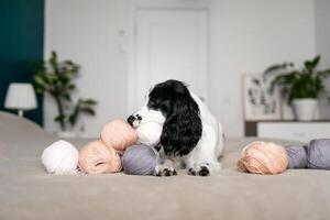 juguetón spaniel perrito se involucra con vistoso de lana pelotas en cama foto