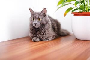 A smoky gray and very fluffy cat lies on a dresser under the leaves of a house flower and rests photo