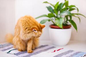 un rojo, esponjoso, hermosa gato mentiras en un blanco antepecho por un flor maceta y mira asustado foto