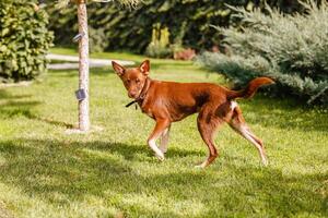 Australian Kelpie puppy outside in the yard on the green lawn photo