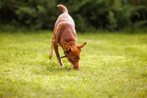 Australian Kelpie puppy outside in the yard on the green lawn photo