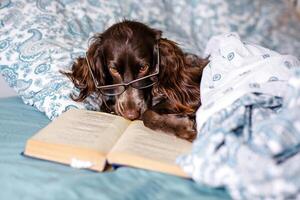 Brown spaniel with glasses lying under a warm blanket on the bed holding a book photo