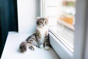 A lop-eared cat kitten lying on the windowsill photo