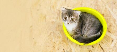 Gray lop-eared fluffy kitten lying in basin on wooden floor photo