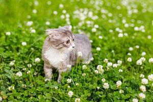 A lop-eared cat kitten walks outside in the green grass among the clovers photo