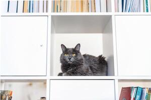 un ahumado gris y muy mullido gato se sienta en un estante entre libros y mira alrededor curiosamente foto