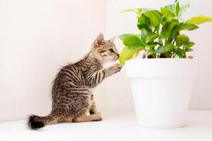 un pequeño a rayas gatito se sienta en un blanco mesa, olfateando un flor en un maceta y jugando. hogar comodidad concepto foto