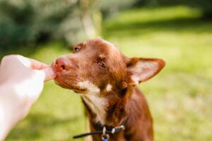 Australian Kelpie puppy lying outside on green lawn, playing with cats and having fun photo