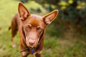 Australian Kelpie puppy outside in the yard on the green lawn photo