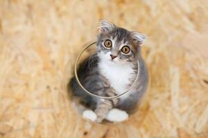 Gray lop-eared fluffy kitten lying in basin on wooden floor photo