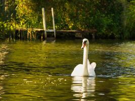 un elegante blanco cisne nada en el agua. el salvaje animal aparece majestuoso. pájaro foto