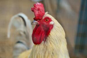 White chicken with red comb, farm animal on a farm. Feathers and beak, portrait photo