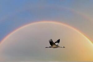 Cranes fly in the sky at sunset. Migratory birds on the Darss. Wildlife photo