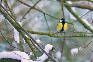 genial teta en cubierto de nieve ramas en un arbusto. pájaro especies con negro cabeza y pecho foto