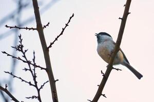 Willow tit on a branch in a bush. Bird species with black head and white breast photo