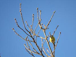 azul teta en un rama de un árbol en frente de un azul cielo. pájaro especies pinzón. pájaro foto