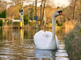 un elegante blanco cisne nada en el agua. el salvaje animal aparece majestuoso. pájaro foto