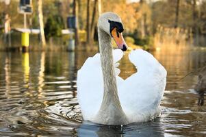 un elegante blanco cisne nada en el agua. el salvaje animal aparece majestuoso. pájaro foto