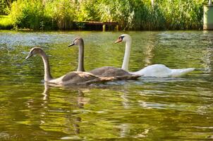 Swan family. Elegant white swan swims in the water with its two grey young. Bird photo