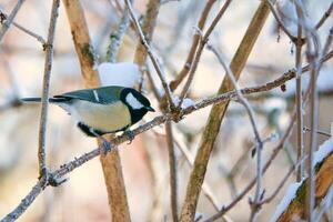 genial teta en cubierto de nieve ramas en un arbusto. pájaro especies con negro cabeza y pecho foto