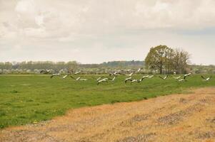 Cranes in the field. Foraging by wild birds in the wild. Migratory birds photo