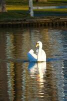 Mute swan swimming on the water. Large white bird. Elegant with splendid plumage photo