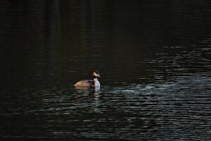 Great crested grebe swimming on a lake with light waves and light from the side. photo