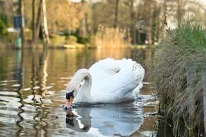 an elegant white swan swims in the water. the wild animal appears majestic. Bird photo