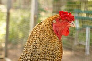 Brown chicken with red comb. Farm animal on a farm. Feathers and beak, portrait photo