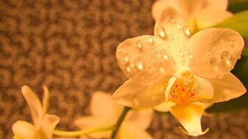 Orchid with dewdrops on the petals. Orchid stem with flowers against a background photo