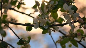 Apple blossoms on the branch of an apple tree. Evening mood with warm light photo