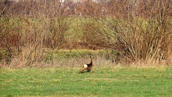 Deer on the run in a meadow. Jumping over the green grass. Animal photo