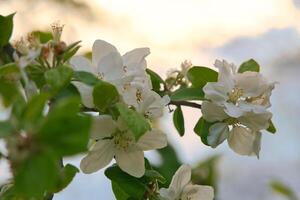 Apple blossoms on the branch of an apple tree. Evening mood with warm light photo